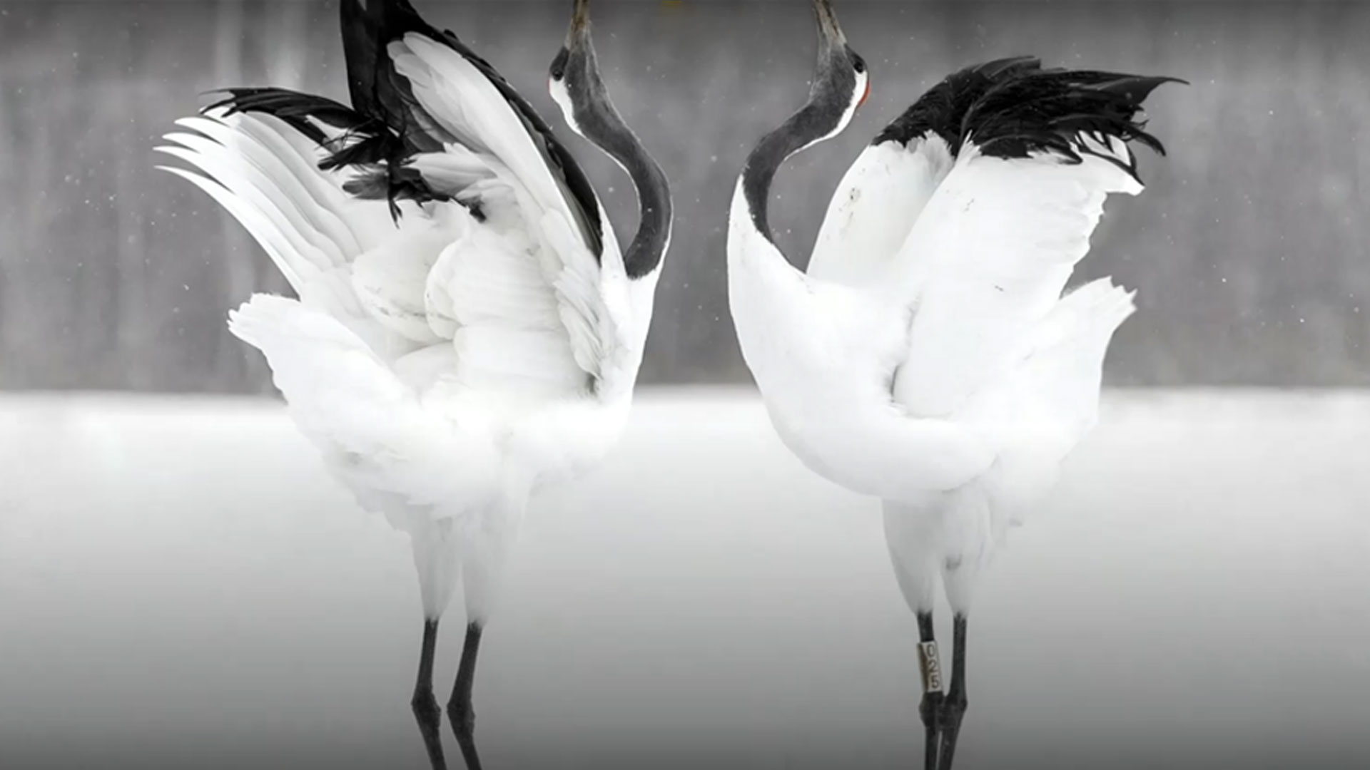 National Geographic Official Site